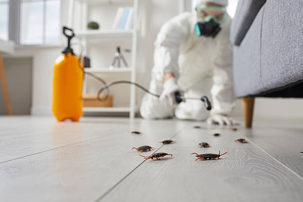 Post-Treatment Bed Bug Interceptor Monitoring in Kansas City